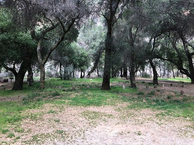 Exotic Tropical Zen Whimsy Wilderness Nira-Campground