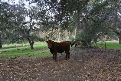 Ranches and Farms 3295