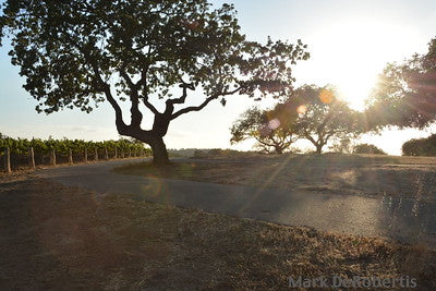 Vineyards & Wineries 0084 (Grape)