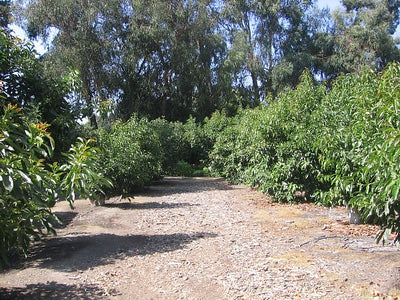 Ranches and Farms 1448