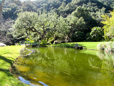 Exotic Tropical Zen Whimsy 2176