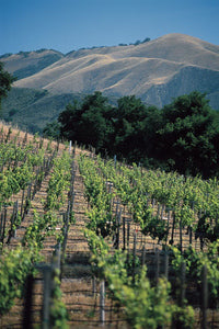 Vineyards & Wineries 0084 (Grape)