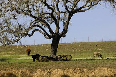 Ranches Farms 3120
