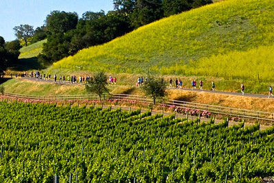 Vineyards & Wineries 0084 (Grape)