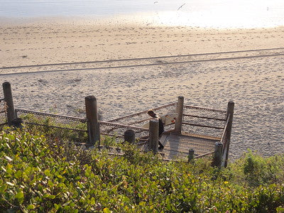 Beaches 8203