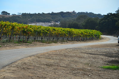 Vineyards & Wineries 1098 (Santa Maria) Roads