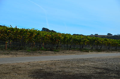 Vineyards & Wineries 1098 (Santa Maria) Roads