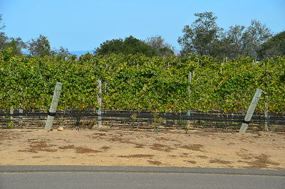 Vineyards & Wineries 1098 (Santa Maria) Roads