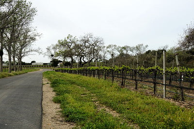 Vineyards & Wineries 0084 (Grape)