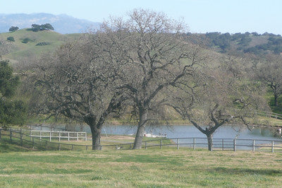 Vineyards Wineries 2235