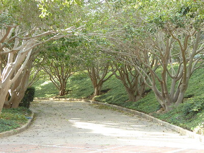 Estates 0020