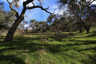 Ranches and Farms 3295