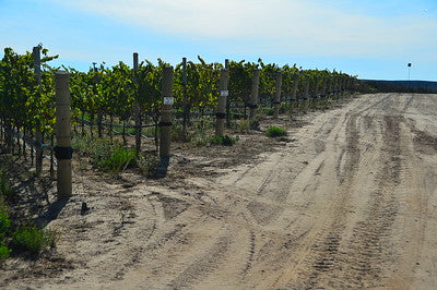 Vineyards & Wineries 1098 (Santa Maria) Roads