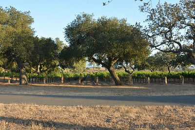 Vineyards & Wineries 0084 (Grape)