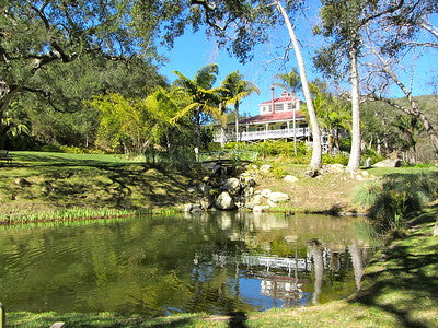 Exotic Tropical Zen Whimsy 2176