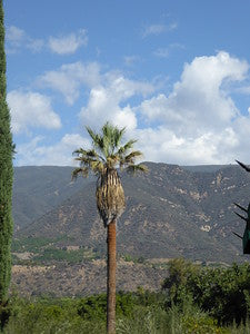 Mediterranean-Houses 0062 (Ojai)