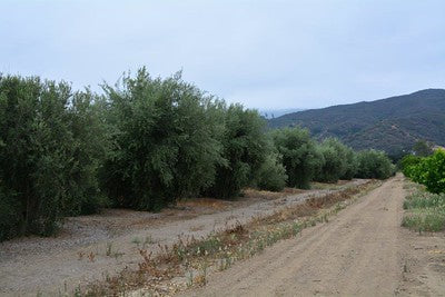 Mediterranean-Houses 0062 (Ojai)
