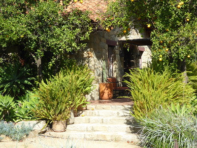 Exotic Tropical Zen Whimsy 0383