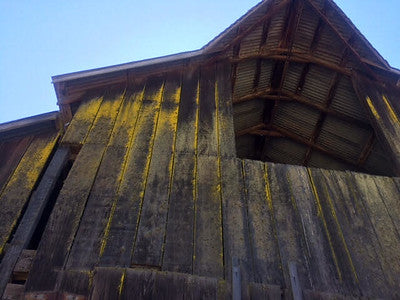 Barns 0138
