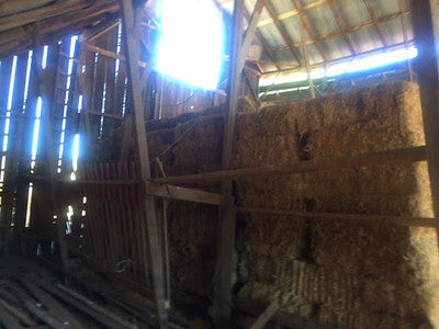 Barns 0138