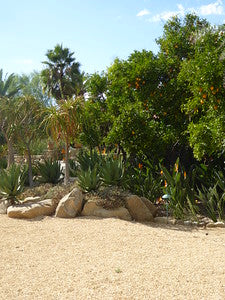 Exotic Tropical Zen Whimsy 0383