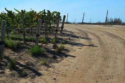 Vineyards & Wineries 1098 (Santa Maria) Roads