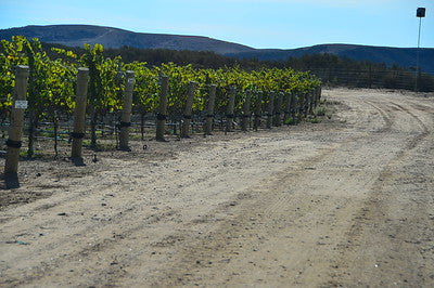 Vineyards & Wineries 1098 (Santa Maria) Roads