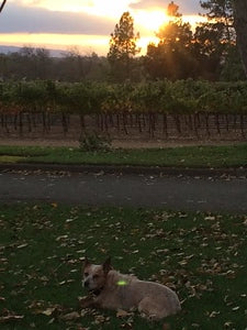 Wineries 3808