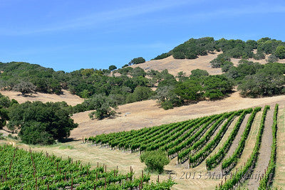 Vineyards & Wineries 0084 (Grape)