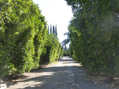 Mediterranean-Houses 0062 (Ojai)