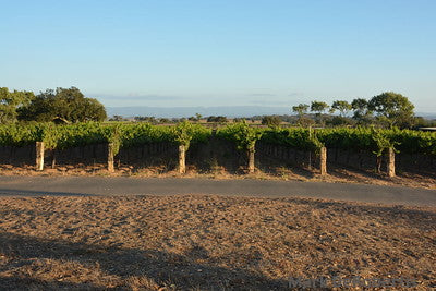 Vineyards & Wineries 0084 (Grape)