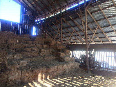 Barns 0138