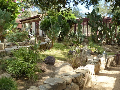 Exotic Tropical Zen Whimsy 0383