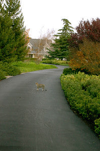 Americana-Midwest-1433 (Los Olivos)