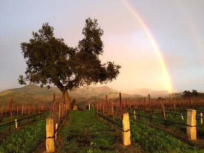 Vineyards & Wineries 0084 (Grape)