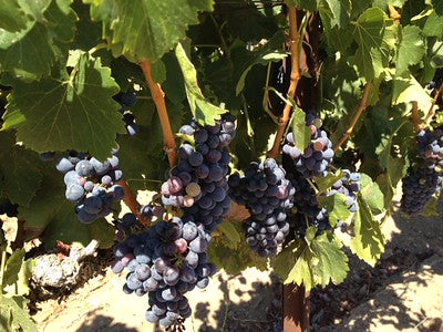 Vineyards & Wineries 0084 (Grape)