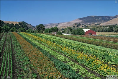 Ranches and Farms 3217