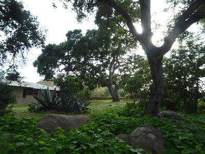 Beach Properties Looks Like Northern California