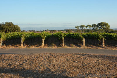 Vineyards & Wineries 0084 (Grape)