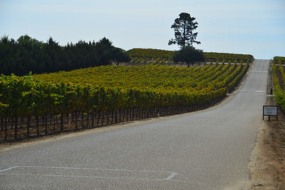 Vineyards & Wineries 1098 (Santa Maria) Roads
