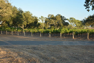 Vineyards & Wineries 0084 (Grape)