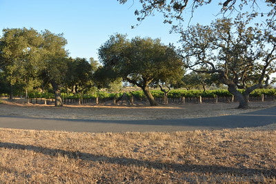 Vineyards & Wineries 0084 (Grape)