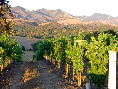 Vineyards & Wineries 0084 (Grape)