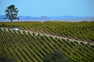 Vineyards & Wineries 1098 (Santa Maria) Roads
